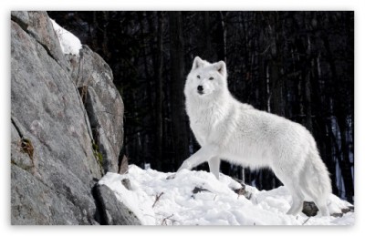 white_wolf_3-t2.jpg