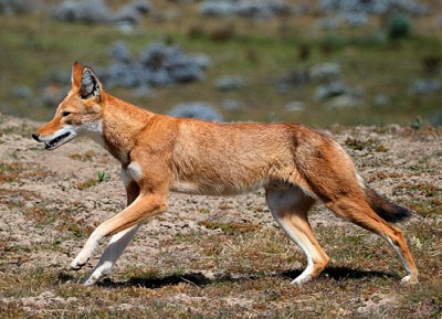 Äthiopischer_Wolf.jpg