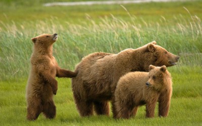 Three-bears-in-the-grass_1920x1200.jpg
