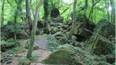 Bärenfels ​​​​​​​©Andrea Pock