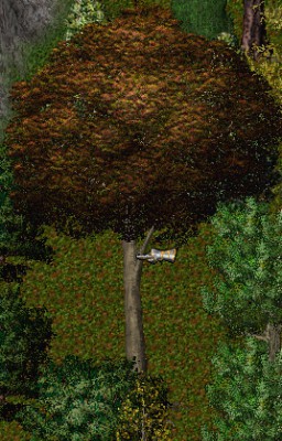 Palisander.jpg