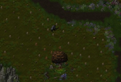 Abgeholzer Wald.jpg