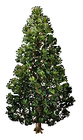 Thuja.png