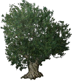 Ölbaum.png