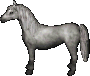 Grauschimmel.png