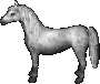 Schimmel.png