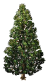 Thuja.png