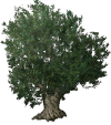 Ölbaum.png